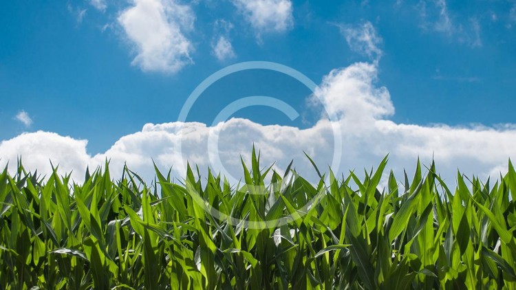 corn-blue-sky.jpg